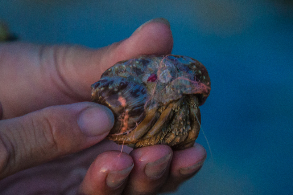小琉球潮間帶 小琉球潮間帶