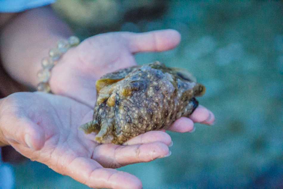 小琉球潮間帶 小琉球潮間帶