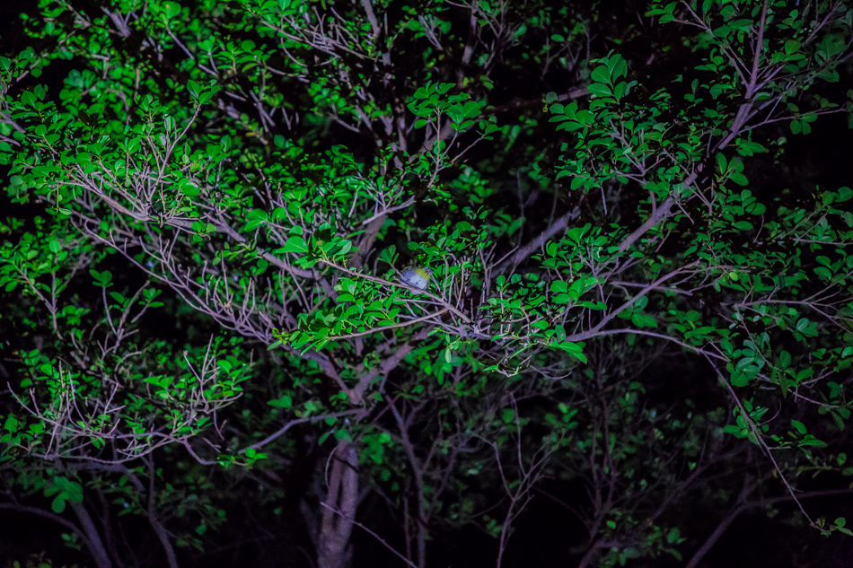 小琉球夜遊 小琉球夜遊