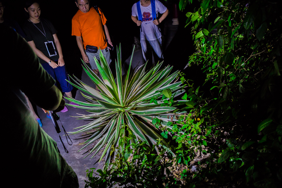 小琉球夜遊 小琉球夜遊