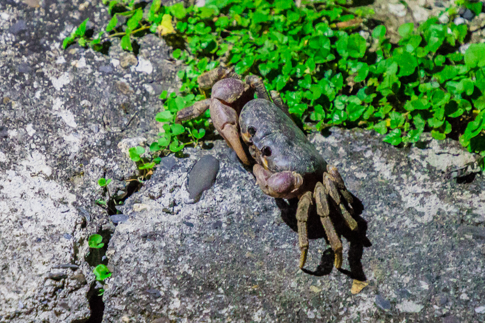 小琉球夜遊 小琉球夜遊