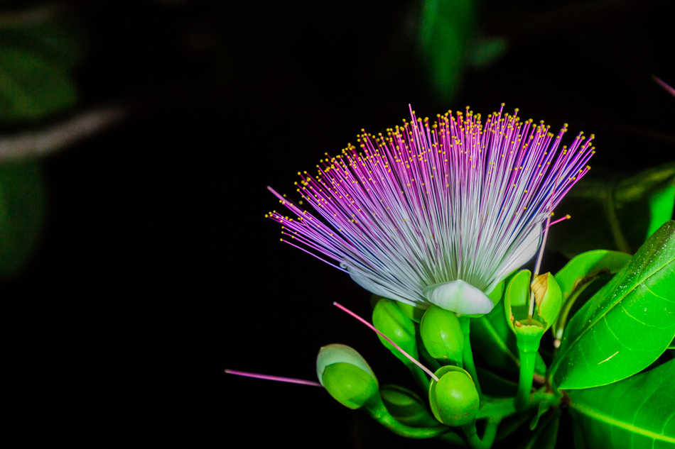 小琉球夜遊 小琉球夜遊