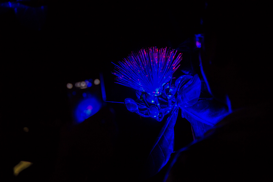 小琉球夜遊 小琉球夜遊