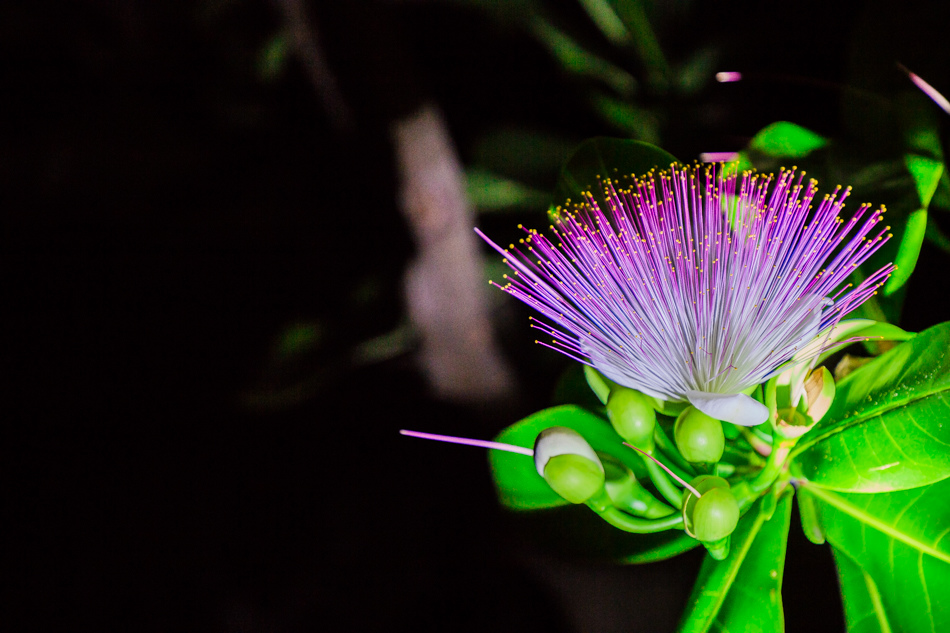 小琉球夜遊 小琉球夜遊