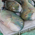 澎湖第三漁港魚市場