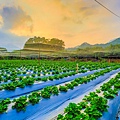 高雄旅遊 - 六龜荖濃草莓園