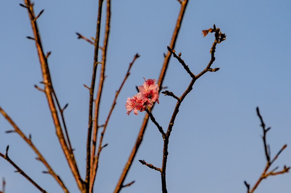 六龜旅遊 - 寶來花賞溫泉公園