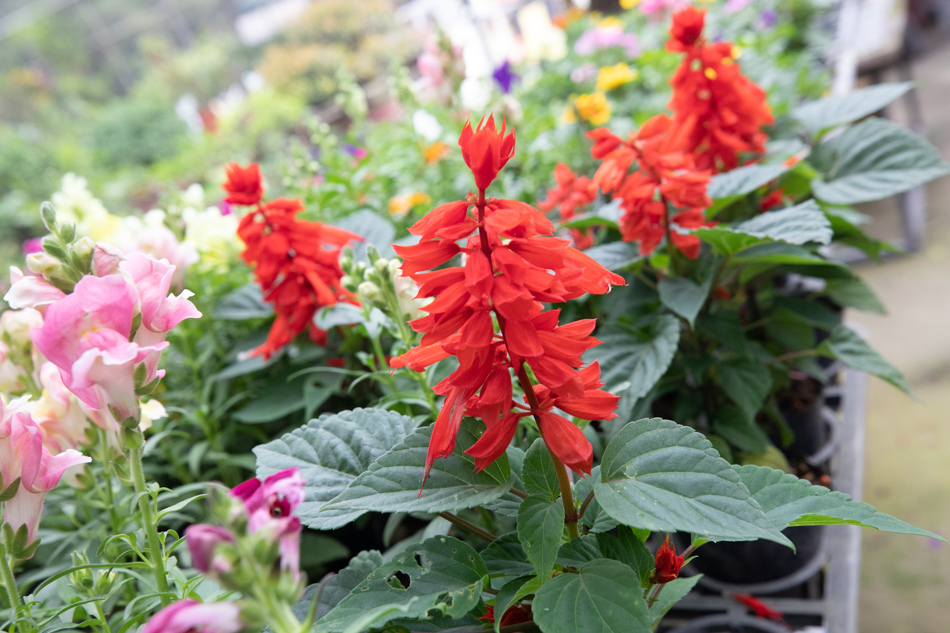 175A3020.jpg 175A3020.jpg