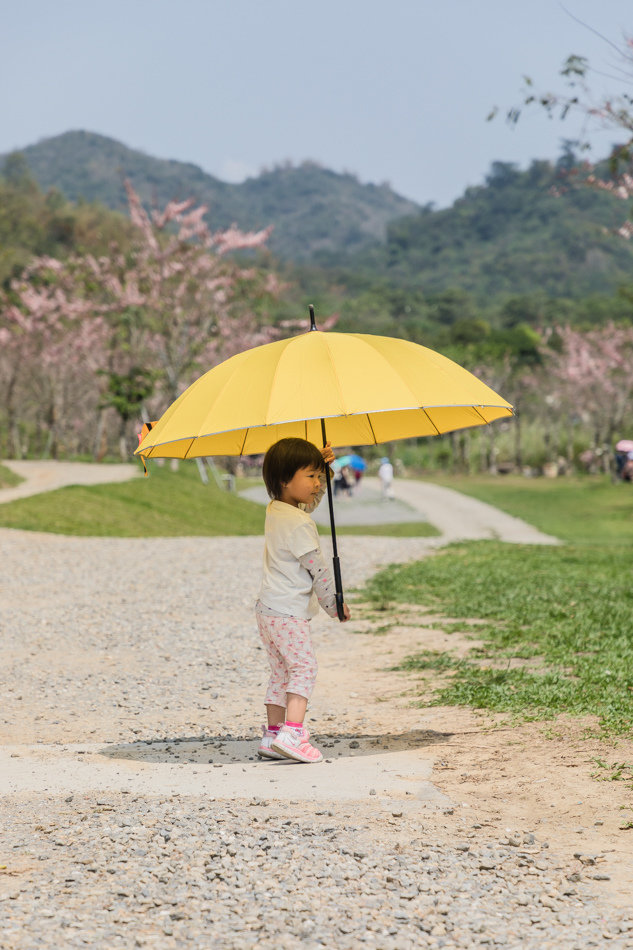 美濃蝶舞澗花旗木 美濃蝶舞澗花旗木