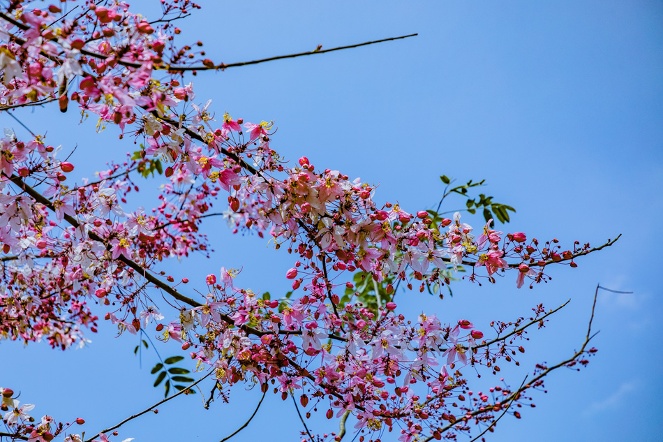 175A4010.jpg 175A4010.jpg