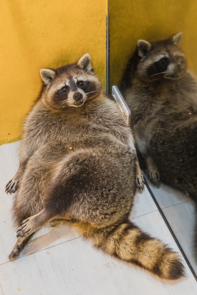 浣熊窩樓上 浣熊窩樓上