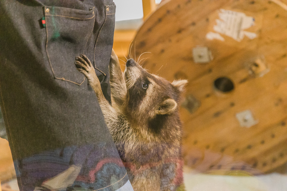 浣熊窩樓上 浣熊窩樓上