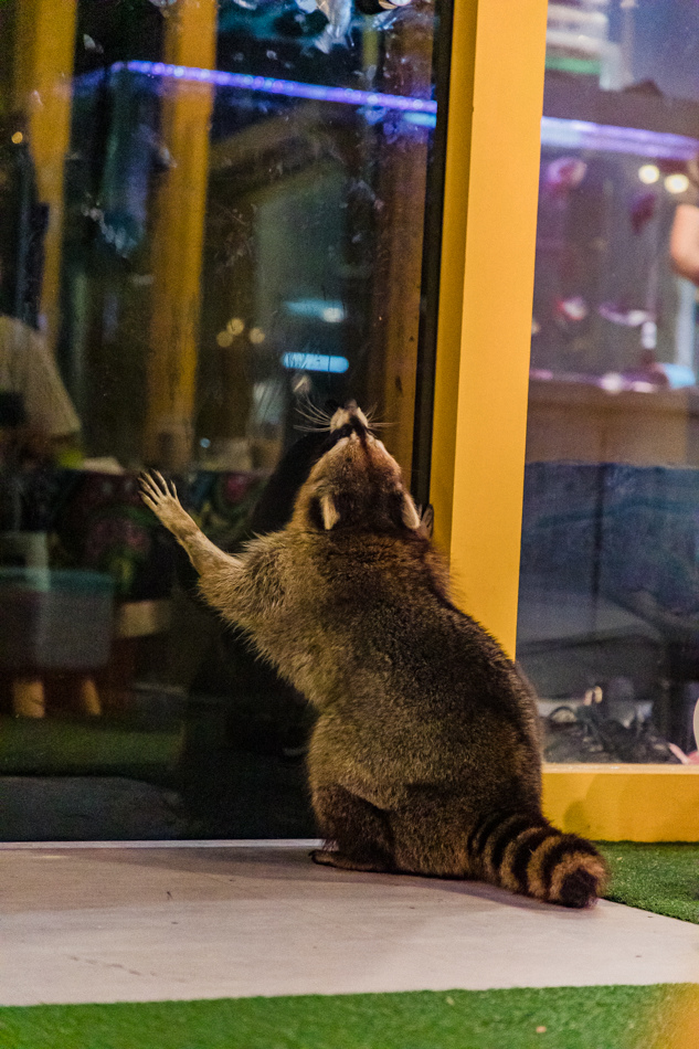 175A2009.jpg 175A2009.jpg