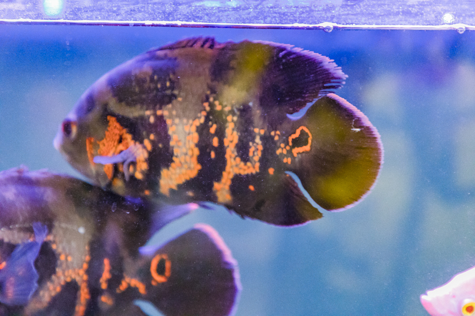 175A2035.jpg 175A2035.jpg