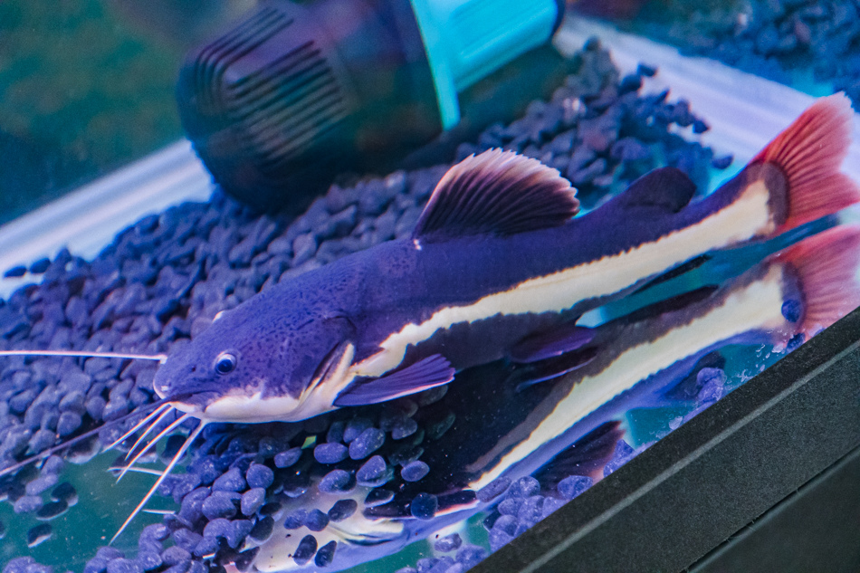 175A2037.jpg 175A2037.jpg