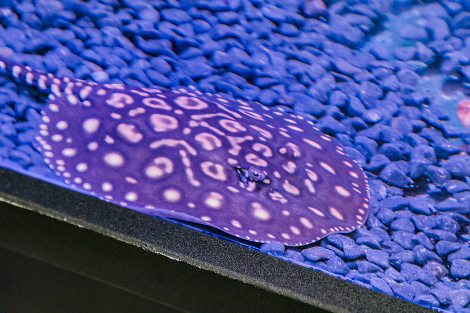 175A2038.jpg 175A2038.jpg