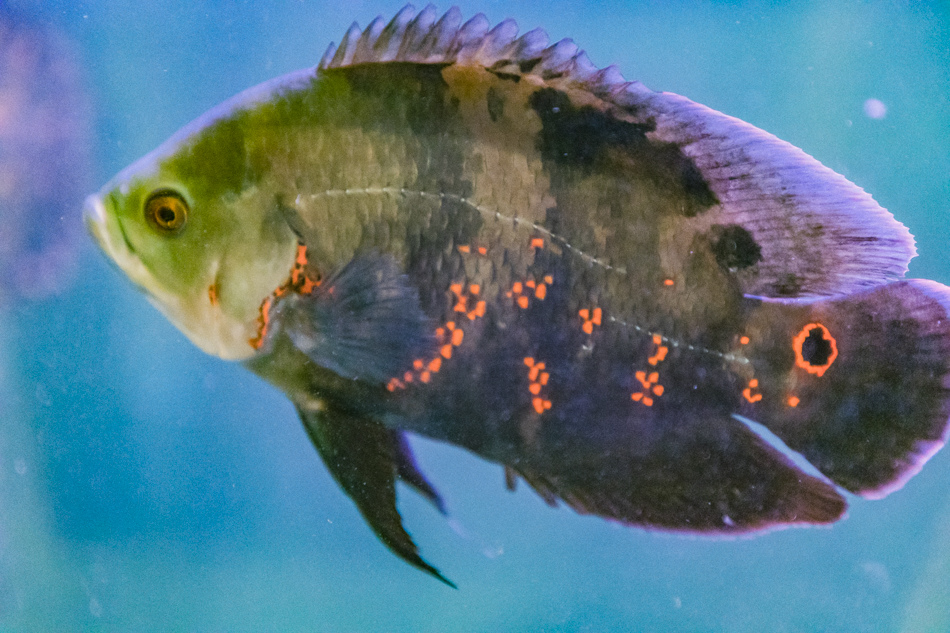 175A2040.jpg 175A2040.jpg