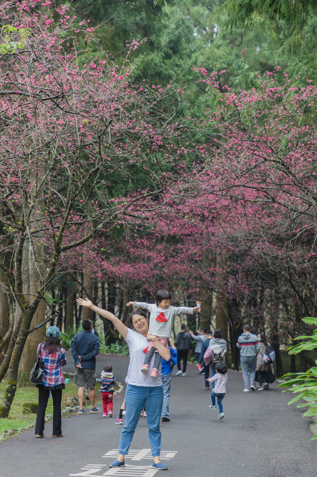 九族櫻花季 九族櫻花季