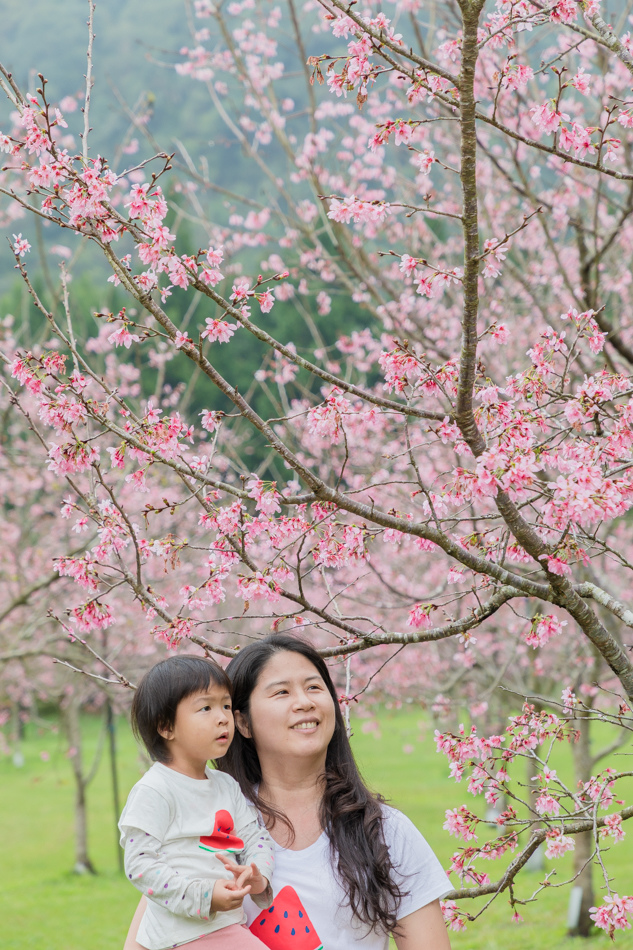 九族櫻花季 九族櫻花季