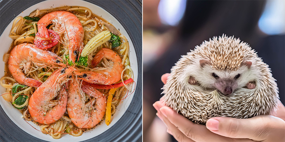 屏東美食 - 拉斐爾義式刺蝟主題餐廳 屏東美食 - 拉斐爾義式刺蝟主題餐廳