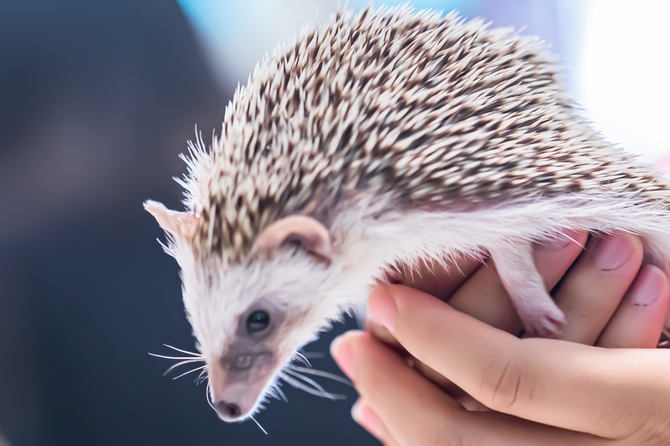 175A6005.jpg 175A6005.jpg