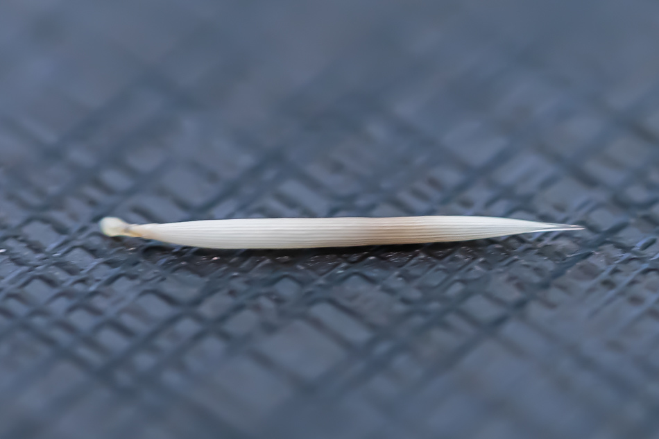 175A6045.jpg 175A6045.jpg