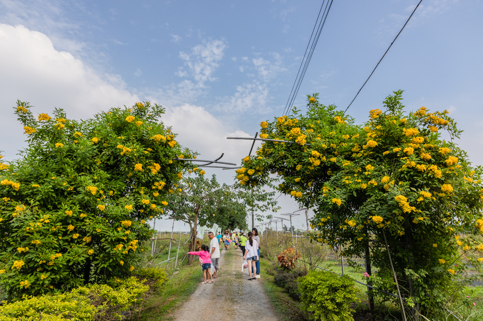 屏東旅遊 - 大花農場