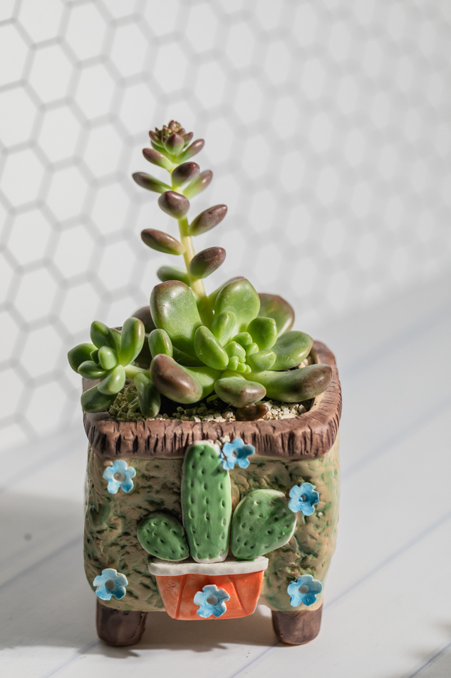 MC多肉植物補充照片 MC多肉植物補充照片