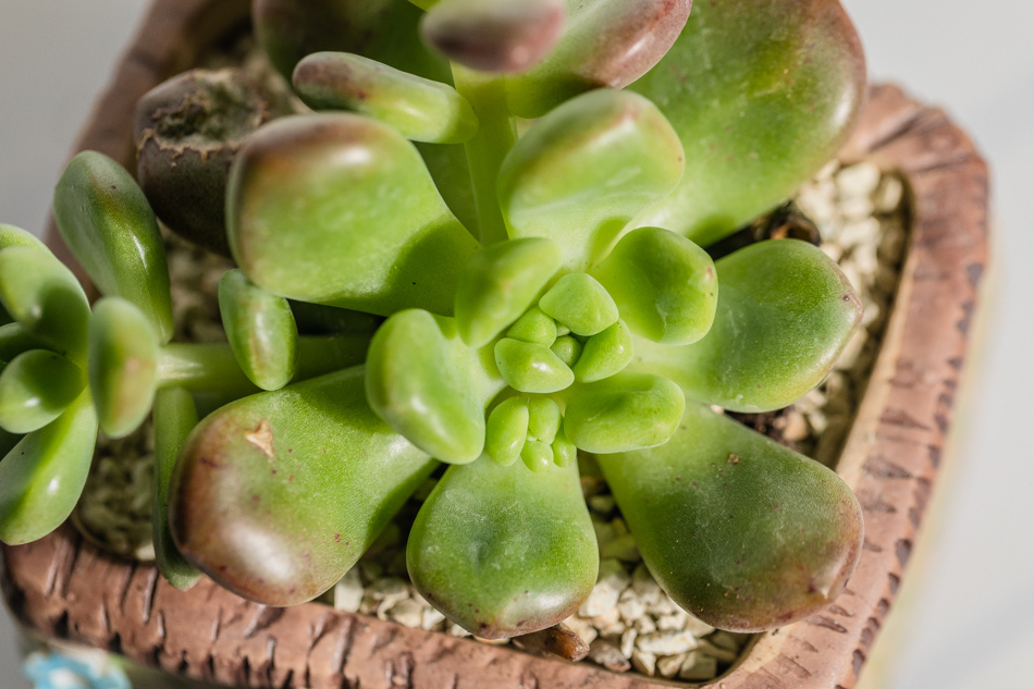 MC多肉植物補充照片