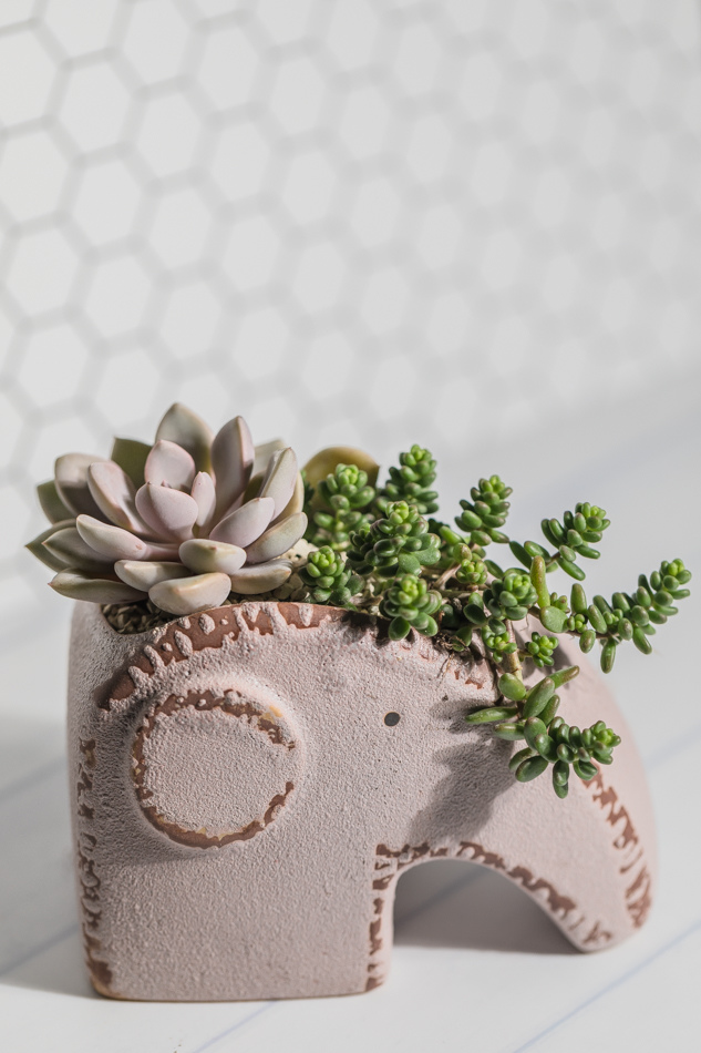 MC多肉植物補充照片 MC多肉植物補充照片