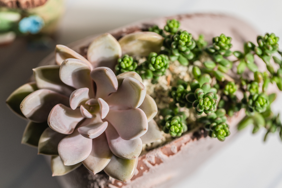 MC多肉植物補充照片 MC多肉植物補充照片