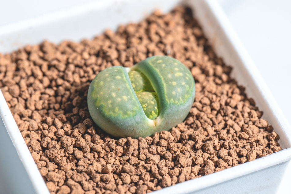 MC多肉植物補充照片 MC多肉植物補充照片