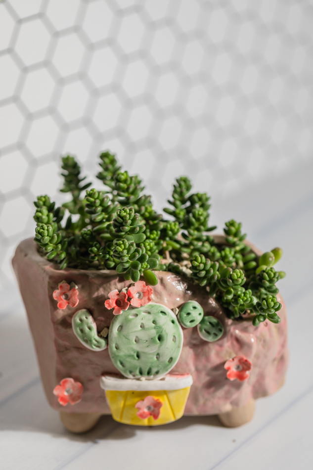 MC多肉植物補充照片 MC多肉植物補充照片