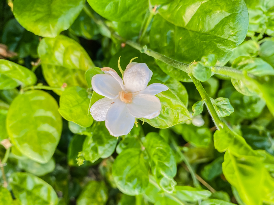 茉莉花壇夢想館