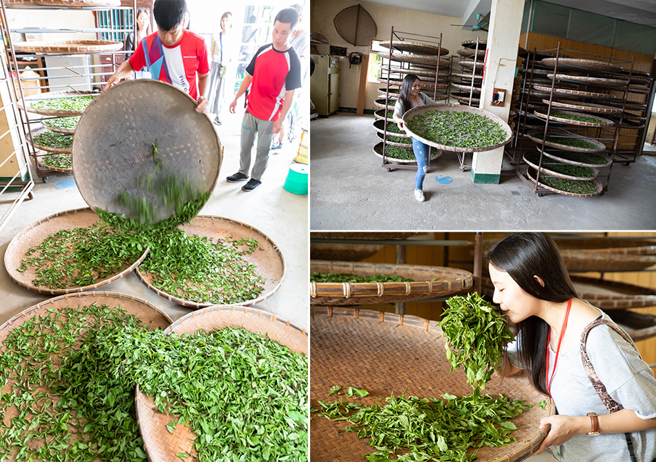 名間採茶體驗趣