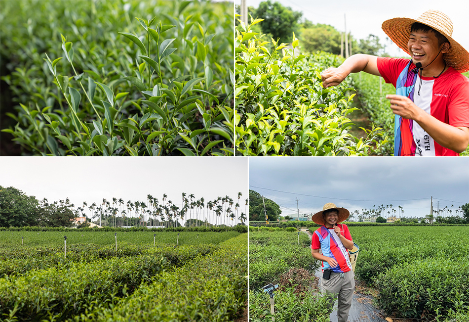 名間採茶體驗趣