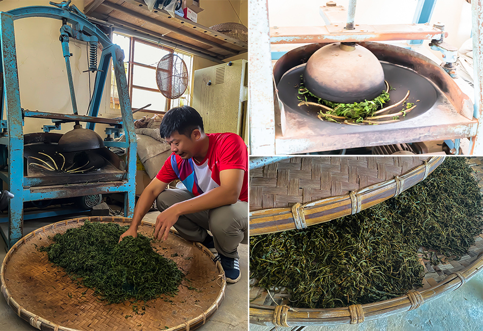 名間採茶體驗趣