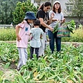 高雄旅遊 - 美濃劉家蘿蔔園