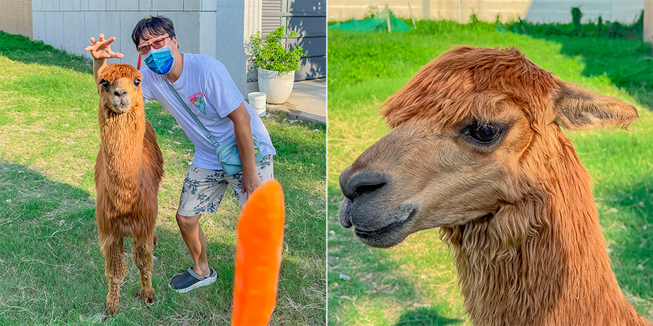 藍田公園羊駝 藍田公園羊駝