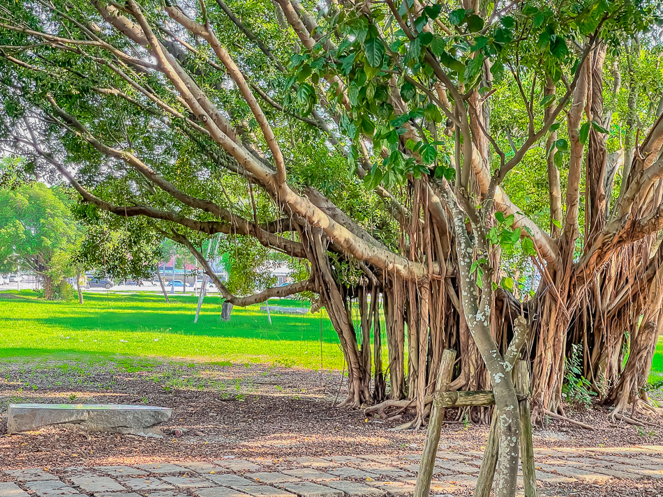 藍田公園羊駝 藍田公園羊駝