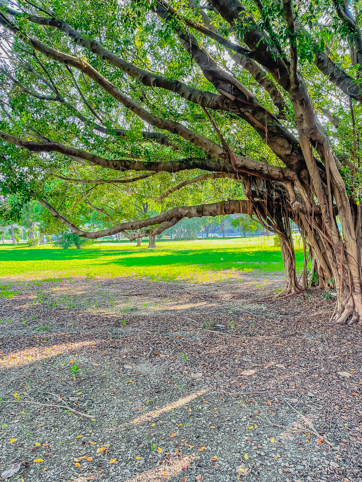 藍田公園羊駝 藍田公園羊駝