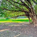 藍田公園羊駝