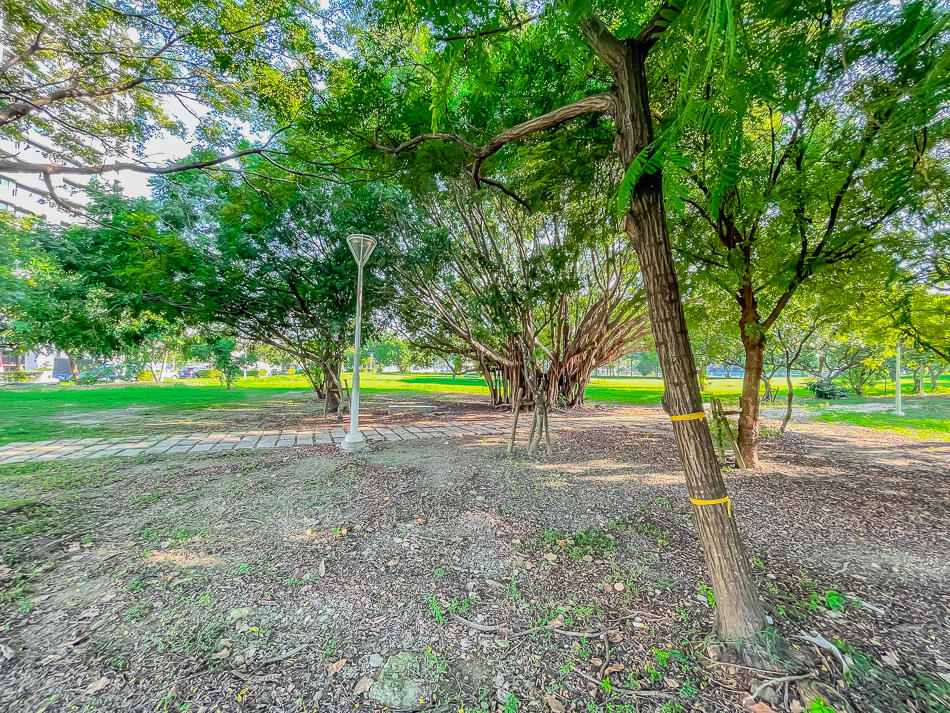 藍田公園羊駝 藍田公園羊駝