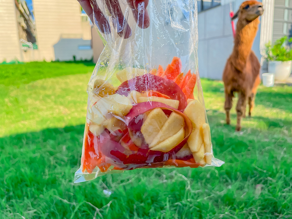 藍田公園羊駝 藍田公園羊駝