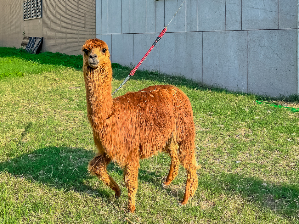 藍田公園羊駝 藍田公園羊駝