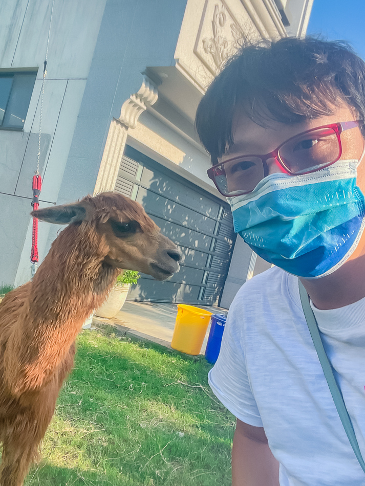 藍田公園羊駝 藍田公園羊駝