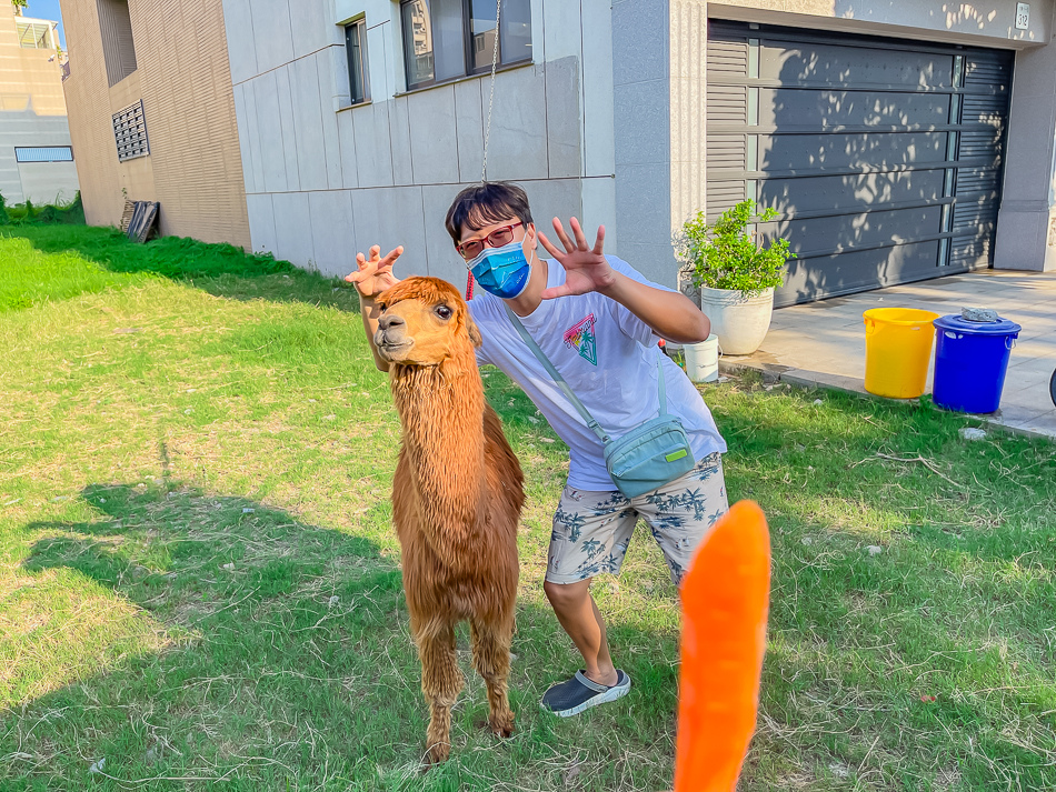 藍田公園羊駝 藍田公園羊駝