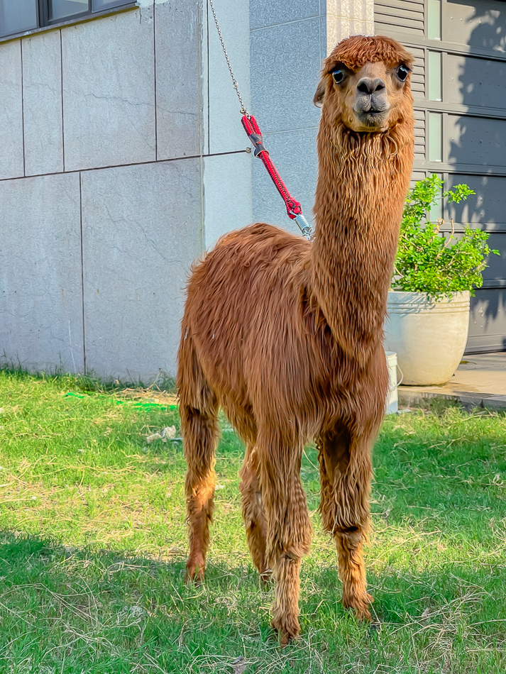 藍田公園羊駝 藍田公園羊駝