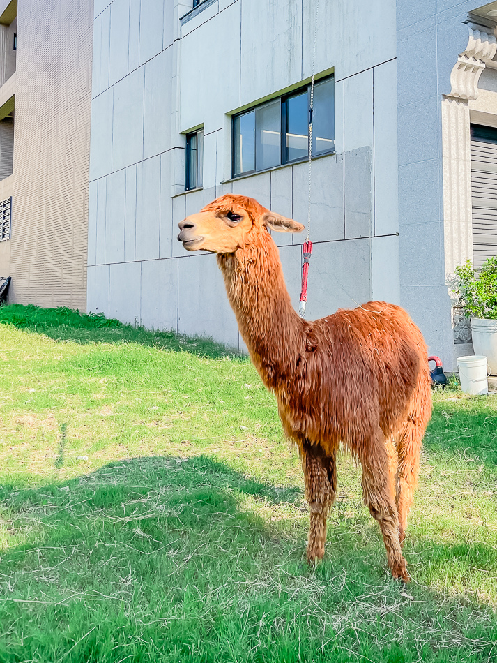 藍田公園羊駝