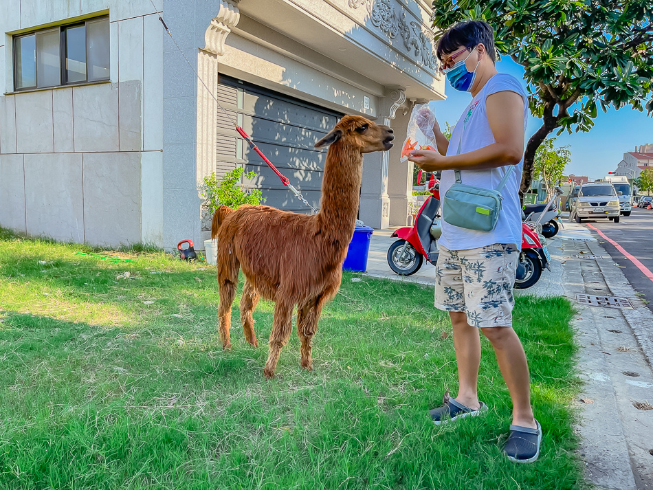 藍田公園羊駝 藍田公園羊駝
